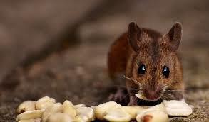  حذف احساس تلخی و شیرینی در موش‌ها!