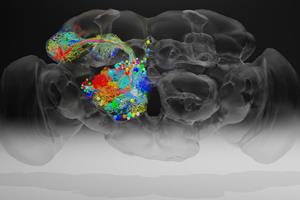  شناخت رفتار مغز با کمک تصویر مغز مگس میوه