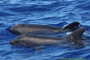 گونه جدید ترکیبی نهنگ-دلفین تایید شد!