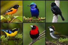 پرندگان، رنگ‌ها را طبقه‌بندی می‌کنند