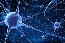 مغز و روده ارتباط مستقیم دارند 