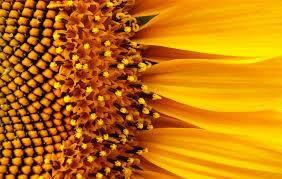 ابداع جایگزینی برای پنل خورشیدی با الهام از گل آفتابگردان