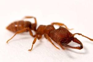  این مورچه سریع‌ترین حیوان جهان است!