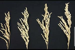  افزایش محصول برنج با کمک مهندسی‌ زیستی