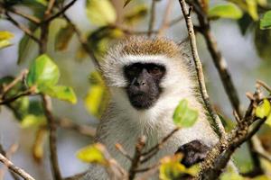 میمون‌ها یکدیگر را از حضور پهپادها آگاه می‌کنند