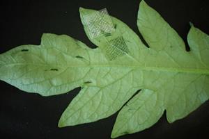  تشخیص سریع بیماری گیاهان با "پچ ریزسوزن"