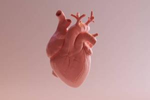  شناسایی یک سلول جدید که به درمان جراحت قلب کمک می‌کند