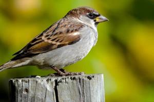 پیشگیری و درمان استرس با بررسی پرندگان آوازخوان