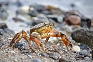 خرچنگ‌ها می‌توانند مسیرهای پیچیده را به خاطر بسپارند!