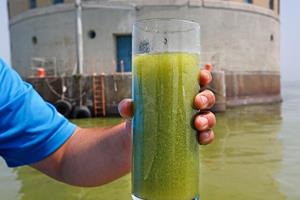 شناسایی جلبک‌های مضر موجود در آب با یک سیستم نوین