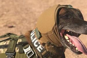  حفاظت از سگ‌های ارتش آمریکا با یک فناوری پیشرفته