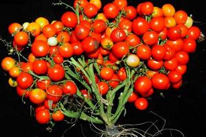  تولید گوجه فرنگی خوشه‌ای با روش اصلاح ژن