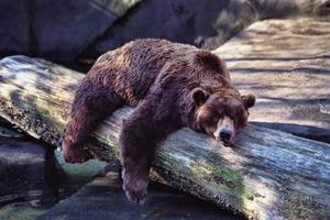  چرا عضلات خرس‌ها پس از خواب زمستانی تحلیل نمی‌رود؟