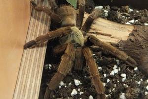  استفاده از زهر عنکبوت در ساخت مسکّن غیر اعتیادآور