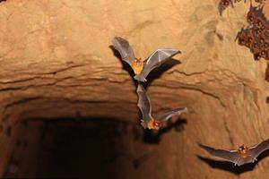  کشف ۴ گونه خفاش مرتبط با خفاشی که عامل کروناویروس بود