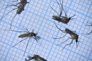 استفاده از فناوری لیدار برای ردیابی حرکت پشه‌ها