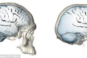 عمر مغز انسان به شکل گِرد امروزی کمتر از 40 هزار سال است