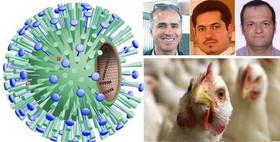 پیشگیری از ایجاد گونه‌های جهش یافته ویروس آنفلوانزای پرندگان