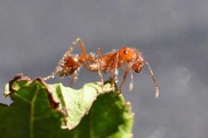 ربات‌های امدادگری که شبیه مورچه‌های ‌آتشین عمل می‌کنند 