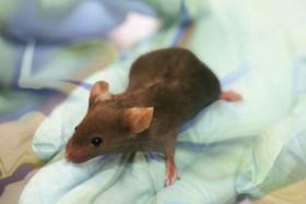 تولید ارتش موش‌ها با اسپرم مصنوعی در چین 