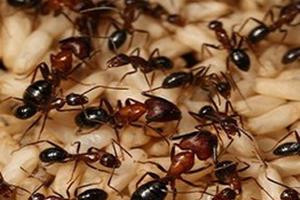 قدرت بویایی مورچه‌ از انسان بیشتر است 
