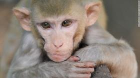 موفقیت دانشمندان در رشد دادن جوارح میمون در آزمایشگاه 