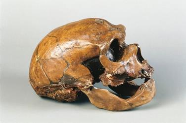 اولین شواهد انتقال بیماری از حیوان به انسان در فسیل ۵۰ هزار ساله