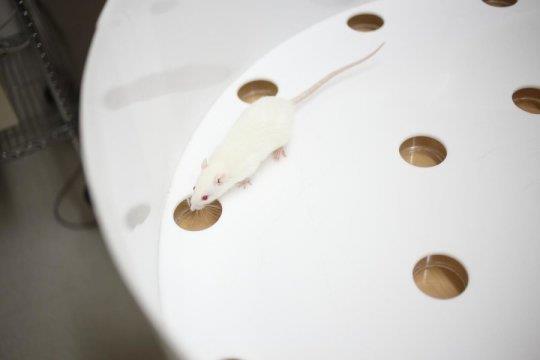 دانشمندان به اولین شواهد وجود حافظه رویدادی در حیوانات پی بردند