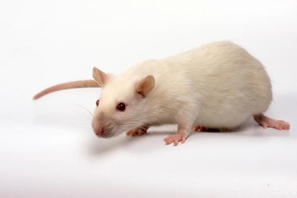  درمان مشکل کبدی موش‌های پیر با خون موش‌های جوان
