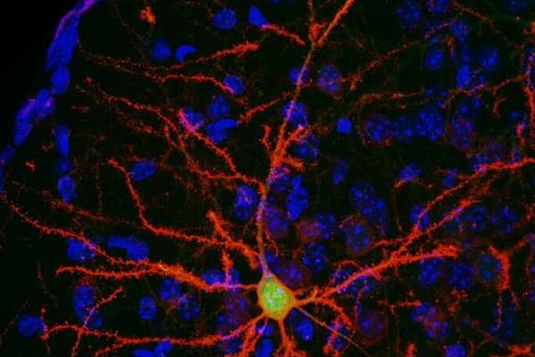 کنترل نورون‌ها به کمک داروی مبارزه با سیگار