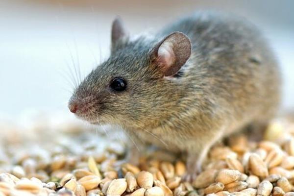 پروتئین خون موش جوان عمر موش‌های پیر را زیاد کرد