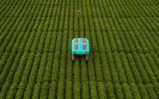 رباتی که تک تک گیاهان مزارع را رصد می‌کند