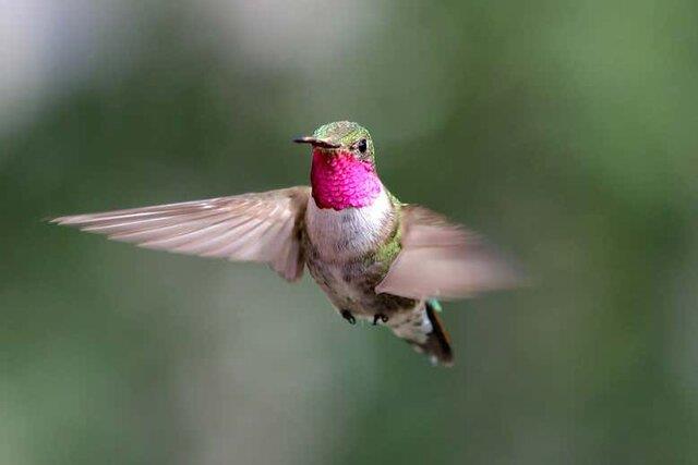 پرندگان می‌توانند رنگ‌هایی غیرقابل تصور را ببینند