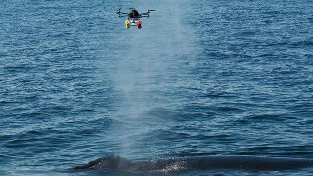  استفاده از پهپاد برای نمونه‌برداری از فواره نهنگ‌ها