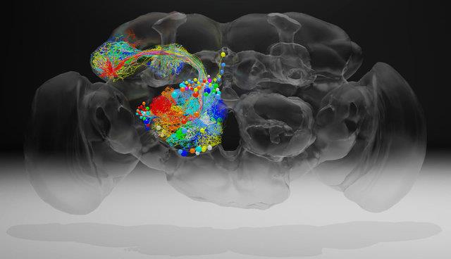  شناخت رفتار مغز با کمک تصویر مغز مگس میوه