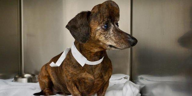  درمان سگ مبتلا به سرطان با فناوری چاپ 3بعدی