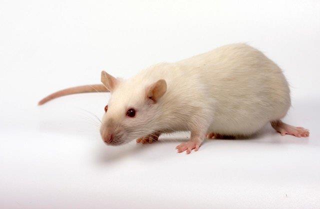  درمان مشکل کبدی موش‌های پیر با خون موش‌های جوان