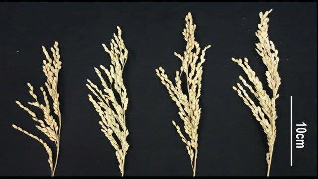  افزایش محصول برنج با کمک مهندسی‌ زیستی