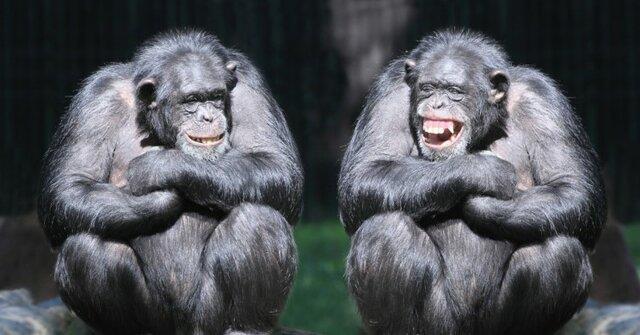  شامپانزه‌ها شبیه انسان‌ها با هم حرف می‌زنند!