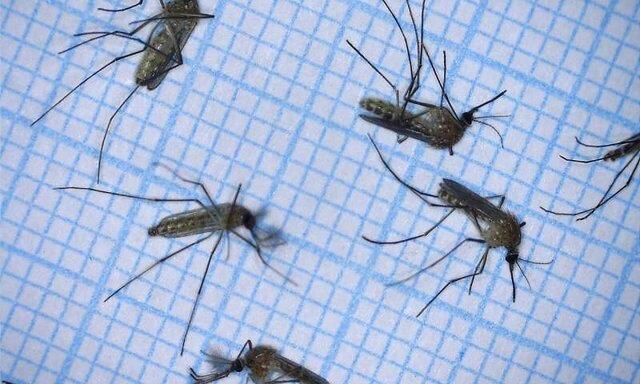 استفاده از فناوری لیدار برای ردیابی حرکت پشه‌ها
