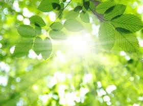 چرا گیاهان دچار آفتاب‌سوختگی نمی‌شوند؟ 