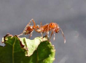 ربات‌های امدادگری که شبیه مورچه‌های ‌آتشین عمل می‌کنند 