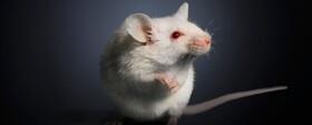 نوع جدیدی از چربی سوزی در موش‌ها یافت شد
