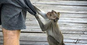 میمون‌ها متوجه ارزش اشیاء می‌شوند!