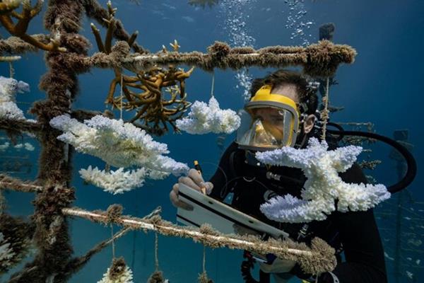 هوش مصنوعی به کمک صخره‌های مرجانی می‌شتابد
