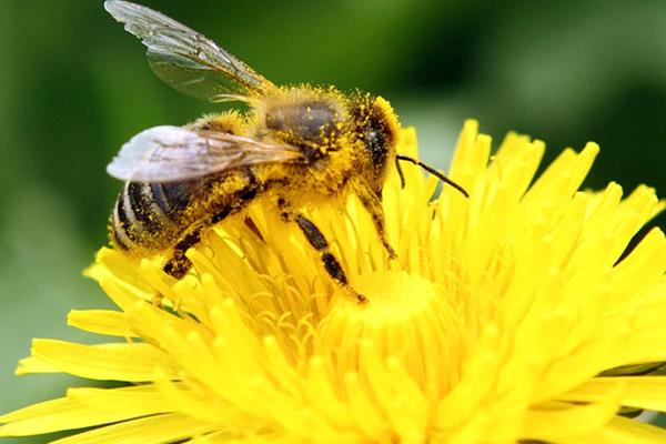 نخستین واکسن برای محافظت از زنبورهای عسل تولید شد