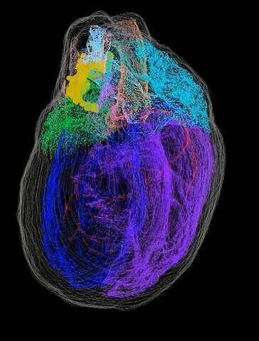  نخستین نقشه ۳بعدی از نورون‌های قلب ارائه شد