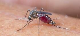 ابداعات بشر برای ریشه‌کنی مالاریا