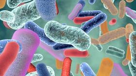  چگونه سیستم ایمنی بدن با باکتری‌های روده مقابله می‌کند؟
