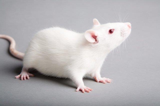 سلول بنیادی انسان موش‌های فلج را شفا داد